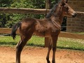 #tbt Alhaja Plata de NM (Compañía de La Plata x Eminente de doña Lola)  Nieta mayor de Espiga de Fino Fino transmitiendo calidad.  1. 2. De 15 días de edad 3. De 49 Meses de edad   @criaderolaplata  @criaderolaplata  @criaderolaplata