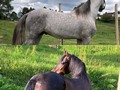 EN VENTA   Preñez Alegría de La Plata x Inmaculado de La Plata, cinco meses de gestación.   3. Inmaculado de La Plata - En Venta  (Nieves de FG x Mi Lord de Yerbabuena  4. Alegría de La Plata - En Venta  (Espiga de Fino Fino x Bribon de San Isidro FC)  @criaderolaplata  @criaderolaplata  @criaderolaplata