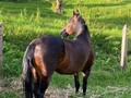 Alegría de La Plata (Espiga de Fino Fino x Bribon de San Isidro FC)  Preñada x Inmaculado de La Plata - Seis meses   Se vende preñez, se entrega a los 5 meses de edad de cría, al destete  3. Inmaculado de La Plata  4. Alegría de La Plata   @criaderolaplata  @criaderolaplata  @criaderolaplata