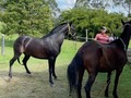 Radiante de La Plata (Iluminada de La Plata x Aarón del Jazmín)   Día de Colecta @sebasarroyave14.vet  Cumpliendo a nuestros clientes que confían en la prepotencia genética de alta calidad de nuestra raza.   Últimos días valor del servicio $ 500.000.  Preparándonos para el 2023 que será el año de “ El Caballo” @anthonirodrige   @criaderolaplata  @criaderolaplata  @criaderolaplata