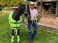 Radiante de La Plata (Iluminada de La Plata x Aarón del Jazmín)  Hoy último día del valor del salto de $ 500.000  Preparados para @asdesilla  @anthonirodrige   @criaderolaplata  @criaderolaplata  @criaderolaplata