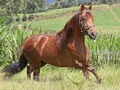 #tbt Compañía de La Plata (Espiga de Fino Fino x Bribon de San Isidro FC) @criaderomerinord   Hija Mayor de Espiga de Fino Fino, Madre de Alhaja Plata de NM  @criaderolaplata  @criaderolaplata  @criaderolaplata