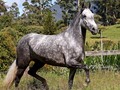 #tbt Iluminada de La Plata (Luminosa de La Plata x Arco Iris del Tesoro) @criadero_11_potros   Hija Mayor de Luminosa de La Plata.   Madre de Radiante de La Plata, Reflejo de La Cristalina, Iluminati de La Quimera.  @criaderolaplata  @criaderolaplata  @criaderolaplata