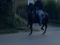 Radiante de La Plata (Iluminada de La Plata x Aarón del Jazmín)  “El Caballo” @carlos_e_brand   @criaderolaplata  @criaderolaplata  @criaderolaplata