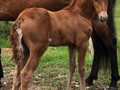 #tbt Inmaculado de La Plata (Nieves de FG x Mi Lord de Yerbabuena)  Siempre mostrando calidad durante su desarrollo   Nieves de FG transmitiendo calidad.  Un derecho de Embrion disponible para la venta .  Tres crías, todas con cintas en sus salidas a competencia.  @criaderolaplata  @criaderolaplata  @criaderolaplata