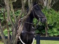 Radiante de La Plata (Iluminada de La Plata x Aarón del Jazmín)   “El Caballo”  Nieto mayor de Luminosa de La Plata, transmitiendo calidad.  @criaderolaplata  @criaderolaplata  @criaderolaplata