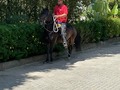 # tbt Alhaja Plata de NM (Compañía de La Plata x Eminente de doña Lola)  Nieta mayor de Espiga de Fino Fino, transmitiendo calidad.  Derechos de Embriones disponibles   @criaderolaplata  @criaderolaplata  @criaderolaplata