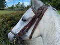 Nieves de FG ( Parrandero de Mi Capricho - DS x Nieves de Monasterio - Cortesano de La Vitrina)   Día de fotos y la modelo fue Nieves de FG   @criaderolaplata  @criaderolaplata @criaderolaplata
