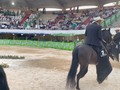 Radiante de La Plata (Iluminada de La Plata x Aarón del Jazmín FC)  “El Caballo”  Segundo puesto caballos de 60 a 78 meses, Sincelejo Grado B, Junio, 2023.  En su segunda salida bajo el manejo de @ranchosanjose  @nestorzambranjo27   @criaderolaplata  @criaderolaplata  @criaderolaplata