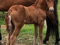 # tbt Inmaculado de La Plata (Nieves de FG x Mi Lord de Yerbabuena)  Padre de Maximo de La Plata - Su primera cría y mostrando mucha calidad.   Tres primeros post de 2 y 20 días.  Último post de 48 Meses.  Nieves de FG transmitiendo calidad.   @criaderolaplata  @criaderolaplata  @criaderolaplata