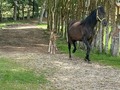 Máximo de La Plata (Alegría de La Plata x Inmaculado de La Plata)  @criaderoelreydavidd  @haifamria   Primer ejemplar hijo de los dos padres hechos en Casa.  Embriones y Servicios disponibles   Máximo de La Plata es nieto de Espiga de Fino Fino y Nieves de FG transmitiendo calidad.  @criaderolaplata  @criaderolaplata  @criaderolaplata