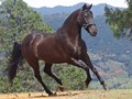 Primera Vez que ofrecemos en venta nuestra reproductora más importante . Cuatro de sus hijas vendidas en más de US $ 500.000  1. Espiga de Fino Fino (Guayacán II - Vitral x Estefanía del 8 - Ámbar del 8)  2. Compañía de La Plata (Espiga de Fino Fino x Bribon de SI FC)  Hija mayor de Espiga de Fino Fino, segunda finalista feria de las flores 2017. Todas sus crías sobresalientes .  3. Alegría de La Plata (Espiga de Fino Fino x Bribon de SI FC) Madre de Júbilo de La Plata y Máximo de La Plata - Super extras.  4. Espiga Real de La Plata (Espiga de Fino Fino x Mi Lord de Yerbabuena)  5. Bacoa de La Plata (Espiga de Fino Fino x Memorable de San Cayetano)  6. SC Espiga Bendita de La Plata (Espiga de Fino Fino x Mi Lord de Yerbabuena)  7. Alhaja Plata de NM (Compañía de La Plata x Eminente de doña Lola)  Nieta mayor de Espiga de Fino Fino.  8. Júbilo de La Plata (Alegría de La Plata x Excelso de Potrero Chico). Nieto de Espiga de Fino Fino  9. Maximo de La Plata (Alegria de La Plata x Inmaculado de La Plata). Nieto de Espiga de Fino Fino y Nieves de FG  10. Genealogía 🧬 de Espiga de Fino Fino  Si está interesado en alguno de nuestros ejemplares ….. pregúntenos.  @criaderolaplata  @criaderolaplata  @criaderolaplata
