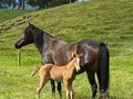 Alegría de La Plata (Espiga de Fino Fino x Bribon de San Isidro FC)   Con su hijo Máximo de La Plata x Inmaculado de La Plata .  Maximo de La Plata @criaderoelreydavidd @haifamria  Nieto de Espiga de Fino Fino y Nieves de FG, dos reproductoras de nuestro criadero, transmitiendo calidad.  @criaderolaplata  @criaderolaplata  @criaderolaplata