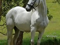 En Venta   Nieves de FG (Parrandero de Mi Capricho x Nieves de Monasterio)  ap Dulce Sueño de Lusitania FC am Cortesano de La Vitrina FC  Yegua Campeona y Reproductora Probada   Sus tres crías todas con cintas en sus presentaciones   Si está interesado en alguno de nuestros ejemplares pregúntenos.  @criaderolaplata  @criaderolaplata  @criaderolaplata