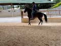 En Venta   Alhaja Plata de NM (Compañía de La Plata @criaderomerinord x Eminente @alvinperez_laelite )  57 Meses @carlos_e_brand   Nieta mayor de Espiga de Fino Fino Transmitiendo Calidad.  @criaderolaplata  @criaderolaplata  @criaderolaplata