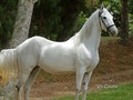 En Venta   Nieves de FG (Parrandero de Mi Capricho x Nieves de Monasterio) ap Dulce Sueño de Lusitania FC am Cortesano de La Vitrina FC  Tres crías, las tres con cintas en sus presentaciones   @criaderolaplata  @criaderolaplata  @criaderolaplata