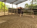 Radiante de La Plata (Iluminada de La Plata x Aarón del Jazmín)  “EL CABALLO”  Entrenando  @ranchosanjose  @nestorzambranjo27   Nieto mayor de Luminosa de La Plata, transmitiendo calidad.  @criaderolaplata  @criaderolaplata  @criaderolaplata