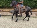 Radiante de La Plata (Iluminada de La Plata x Aarón del Jazmín)   “ EL CABALLO “  En su entrenamiento diario @nestorzambranjo27  @ranchosanjose   Nieto mayor de Luminosa de La Plata  “Transmitiendo Calidad”  @criaderolaplata  @criaderolaplata  @criaderolaplata
