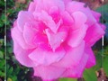 🌸La Vie en Rose.🌸