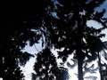 Vida  #Naturaleza  #arboles #pinos #atradecer #cielo azul #blanco #silueta #casa #luz #energia #photography #fotografos #colombia #filandia # familia