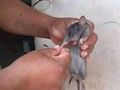 Tu alguna vez has saludado a uno?? 🐭🐁🐁🐁🐭🐁🐭🐁🐭🐭🐁🐁🐭🐁🐁🐁🐀🐀🐀🐀🐀#lasambleaestallena🐀🐀🐁🐀🐀🐁🐀🐁🐀🐁🐀🐁🐀🐭🐀🐀🐁🐁🐀🐁🐀🐀🐀🐀🐭🐀🐭🐀