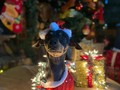 Humana mírame, ahí viene papá noel!