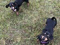 Calaf y Bella!