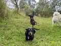 ¿Qué tan normales son tus perros?