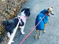 Good morning! Sunny walk with Bonnie.