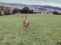 IG ears! 😁 #iggies #iggiesofinstagram #italiangreyhound