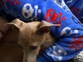 Good morning! Lazy Saturday going from bed to bed. #iggies #italiangreyhound