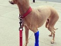 Not a great start of the week. #mondayclawoff #iggies #ig #italiangrayhounds #iggiesofinstagram #iggiesoftheworld