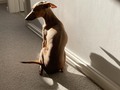 Finally catching some sun rays! ☀️☀️☀️#italiangreyhound #iggies