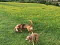 Buttercups, bestie and some sun! #livingmybestlife #iggy #italiangreyhoundsuk #iggiesofinstagram