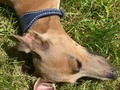 Proud of my brand new collar!