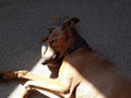 When my human is too active and doesn’t sit down for the day. #italiangreyhoundsuk #iggies #iggiesofinstagram #iggyfun