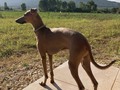 I hate the flights, but it worth it #summertime #ig #italiangreyhounduk #iggiesofinstagram #iggiesoftheworld #iggies