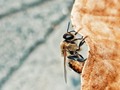 Bee   #bee #like #photography