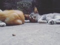ellos hechando la weba