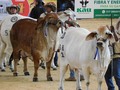 Lo mejor del campo.