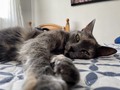 🐈