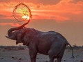 El au es fuerza. La calma es maestría. Tienes que llegar a un punto en que tu estado de ánimo no cambie en función de las malas acciones de otras personas. No permitas que otros controlen la dirección de tu vida. No permitas que tus emociones dominen tu inteligencia. 🐘🙏🏼 #blessed #god #family #love #peace #hope