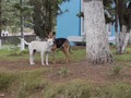Perritos jugando con una correa :)🦮🦮