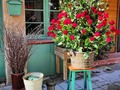 En mi barrio, el centro de #Esplugues, hay una calle que siempre está llena de flores, la @jacintverdaguer_esplugues. Gracias @colmado_la_miranda que siempre nos alegra la vista y el espíritu, manteniéndonos siempre en eterna primavera. Como decimos algunos, a la naturaleza no podemos mejorarla, pero (@roger_guisante) lo intenta a tope. . . . . #flores #primavera #14febrero #sanvalentin #floristeria #mibarrio #igersbcn #turismebaixllobregat #bcnmoltmes #14f #catalunyaexperience #colmadolamiranda