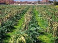 De campos como este vienen las sabrosas alcachofas que en esta época llegan a nuestras mesas. Estamos en el @parcagraribaix en #ElPratDeLlobregat, localidad que da nombre al tipo de alcachofa Prat. Aunque también debemos recordar que la vecina localidad de #SantBoiDeLlobregat es aún mayor productora de estas sabrosas hortalizas. En ambas ciudades se celebra el mes de la alcachofa, y numerosos eventos, como la #carxofada, en torno a ella.  Así que, disfrutemos de la #gastronomía de #kmcero y de las fiestas con alcachofas. . . . . #carxofada #santboi #elprat #carxofaprat #alcachofaprat #alcachofa #baixllobregat #turismebaixllobregat #igersbcn #proximidad #agt