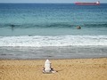 En primavera, también se puede ir a la playa del #Sardinero.  Aunque el agua aún esté fría para bañarse, se puede hacer #surf (con neopreno), o sentarse (abrigado) a contemplar el paisaje, o hacerles una foto a todos ellos desde los bajos del Rhin. Eso es lo que hicimos @tatsuhattori y yo. Y tú, ¿qué harías? . . . . #semanasanta2023 #semanasanta #santander #playa #barcos #igerscantabria #addicted_to_cantabria #turismosdr #cantabriainfinita