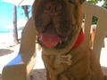On this special day, I celebrate my furry and wrinkled companion on World Dog Day! 🐾💕#DogDay #MyFaithfulFriend #UnconditionalLove #DogLover #sharpei #sharpeird #sharpeilovers