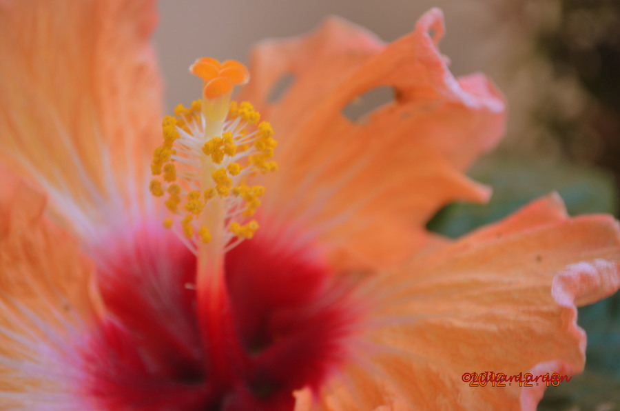 a tangerine hibiscus RedGage
