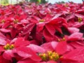 Poinsettias at the exposition