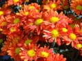 Royal Flora Symposium- a field of orange mums